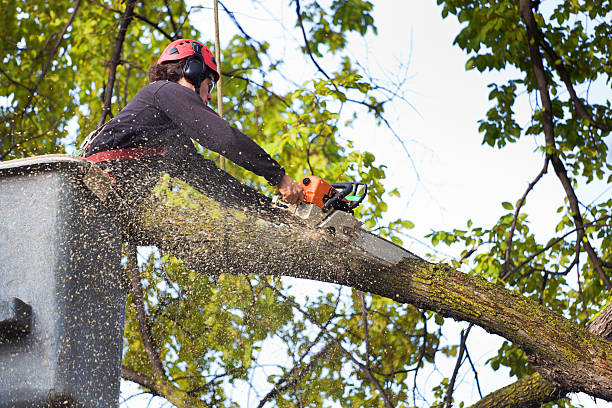 Reliable Mountain View Acres, CA Tree Services Solutions