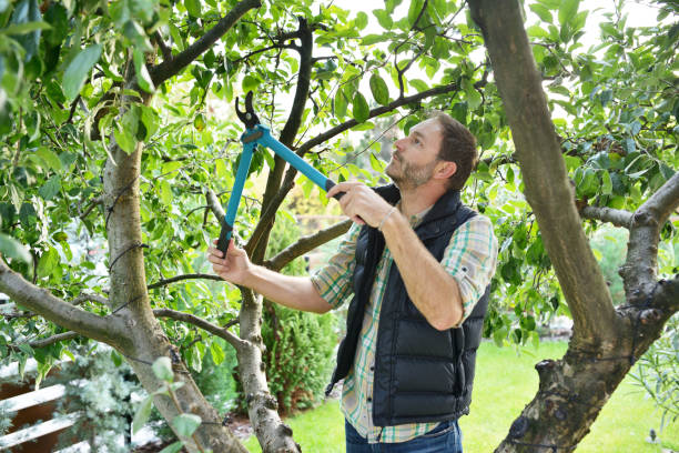 Best Hedge Trimming  in Mountain View Acres, CA